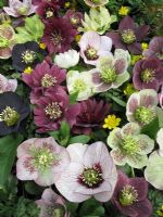 Helleborus x hybridus - Mixed Lenten Rose flowers including doubles, picotee, spotted, slate grey, greens, whites and purples displayed on a ground cover of Celandines                                      