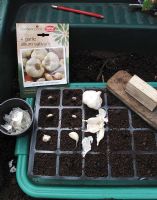 Breaking up garlic bulbs into individual cloves and planting them in a cell tray 