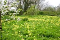 Spring meadow with drifts of Primula veris - Cowslips