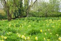 Spring meadow with drifts of Primula veris - Cowslips and Fritillaria meleagris 
