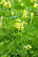 Spring meadow with drifts of Primula veris - Cowslips