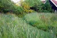 Late summer wildflower meadow, Including, Geranium pratense, Lotus corniculatus, Centurea nigra and wild grasses