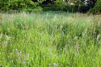 Late summer wildflower meadow, plants including, Geranium pratense, Lotus corniculatus, Centurea nigra and wild grasses