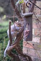 Squirrel taking peanuts from a bird feeder in February