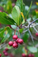 Crataegus crus-galli - Cockspur Thorn berries in autumn