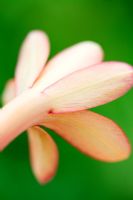 Table Mountain Watsonia - Watsonia tabularis - Iris Family