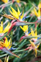 Strelitzia reginae 'Mandela Gold' - Bird of Paradise Flower