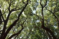 Cinnamomum camphora - Camphor trees