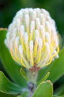 Leucospermum cuneiforme - Common Pincushion Protea
