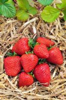 Fragaria x ananassa - Strawberry  'Driscoll Amesti'