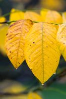 Cladrastis lutea - Kentucky Yellowwood or American Yellowwood