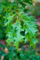 Quercus nuttalii - Nuttall Oak