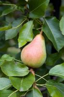 Pyrus communis - Pear  'Beth'