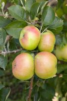 Malus domestica -  Apple 'Bramley's Seedling' 