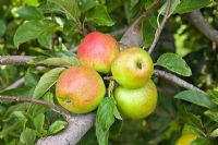 Malus domestica - Apple 'Ellison's Orange'