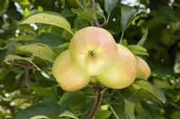 Malus domestica - Apple 'Golden Delicious'