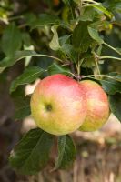 Malus domestica - Apple 'Laxton's Fortune' (syn. 'Fortune')