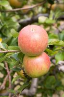 Malus domestica - Apple 'Lord Lambourne'