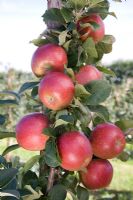 Malus domestica - Apple 'Red Windsor'