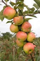 Malus domestica - Apple 'Topaz'