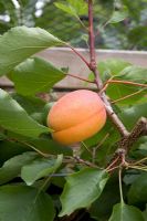 Prunus armeniaca - Apricot  'Flavorcot' (syn. 'Bayoto')