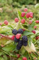 Rubus fruticosus - Blackberry 'Loch Tay'