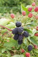 Rubus fruticosus - Blackberry 'Loch Tay'
