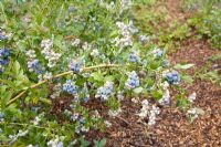 Vaccinium corymbosum - Blueberry 'Bluecrop'