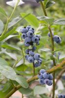 Vaccinium corymbosum - Blueberry 'Ivanhoe'