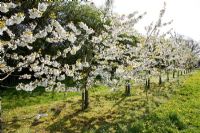 Prunus avium - Sweet Cherry Trees in Blossom