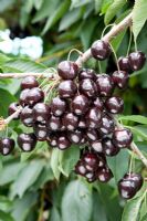 Prunus avium - Sweet Cherry 'Kordia'
