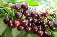 Prunus avium - Sweet Cherry 'Kordia'
