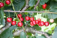 Prunus cerasus - Acid Cherry 'Morello'
