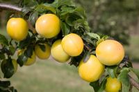 Prunus cerasifera - Cherry Plum (Mirabelle hybrid)  'Golden Sphere'
