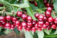 Prunus avium - Sweet Cherry 'Sweetheart'
