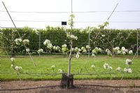 Espalier Pear on Quince 'A' rootstock - Pyrus communis 'Onward'