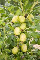 Ribes uva-crispa 'Careless' - Gooseberry 