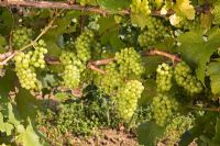 Vitis vinifera 'Chardonnay' - Grape 