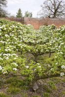 Pyrus communis 'Doyenne du Comice' - 'Le Bateau' Trained Pears on Quince 'A' Rootstock 