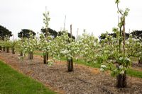 Pyrus communis 'Glou Morceau' - Pear Trees in Blossom 