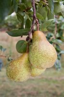 Pyrus communis 'Merton Pride' - Pear  