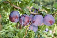 Prunus domestica 'Guinevere' - Plum  
