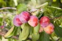 Prunus domestica 'Opal' - Plum 