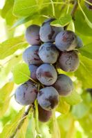Prunus domestica 'Rivers Early Prolific' - Plum  