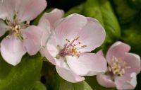 Cydonia oblonga 'Meeches Prolific' - Quince blossom 