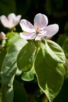 Cydonia oblonga 'Meeches Prolific' - Quince blossom  