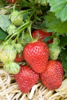 Fragaria x ananassa 'Korona' - Strawberry 