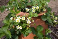 Fragaria x ananassa 'Mae' - Blossoming strawberry plants 