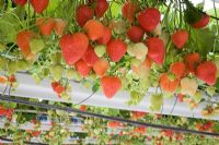 Fragaria x ananassa 'Sasha' - Commercial strawberry crop under glass - tabletop system - 