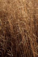 Deschampsia cespitosa 'Goldtau' - Tussock Grass in November